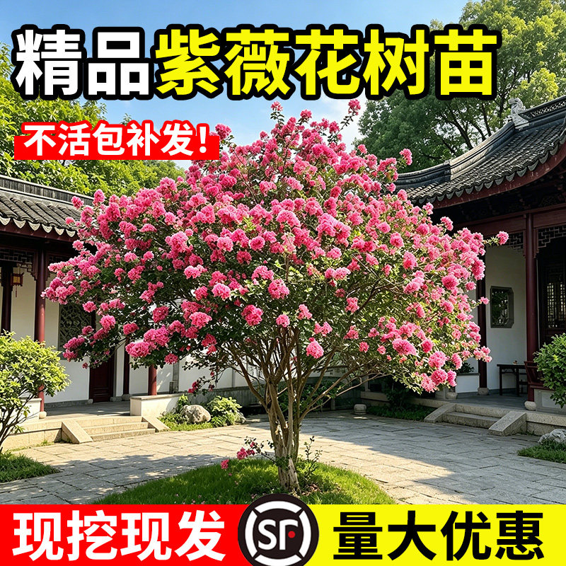 紫薇花树苗庭院大型老桩别墅室外道路绿化植物百日红花卉风景大树