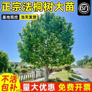 梧桐树树苗青桐法桐南北方种植四季常青庭院景观树悬铃木绿化苗木