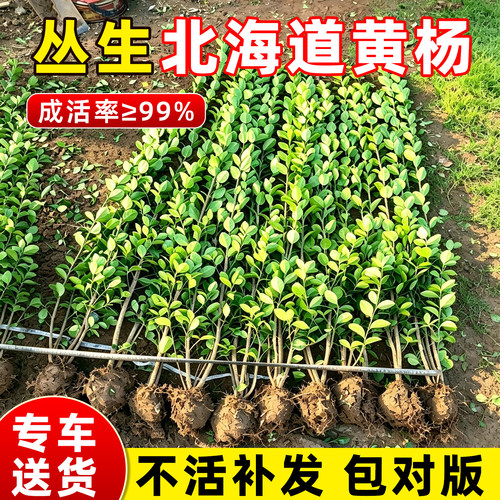 小二推荐（北海道黄杨现挖现发）