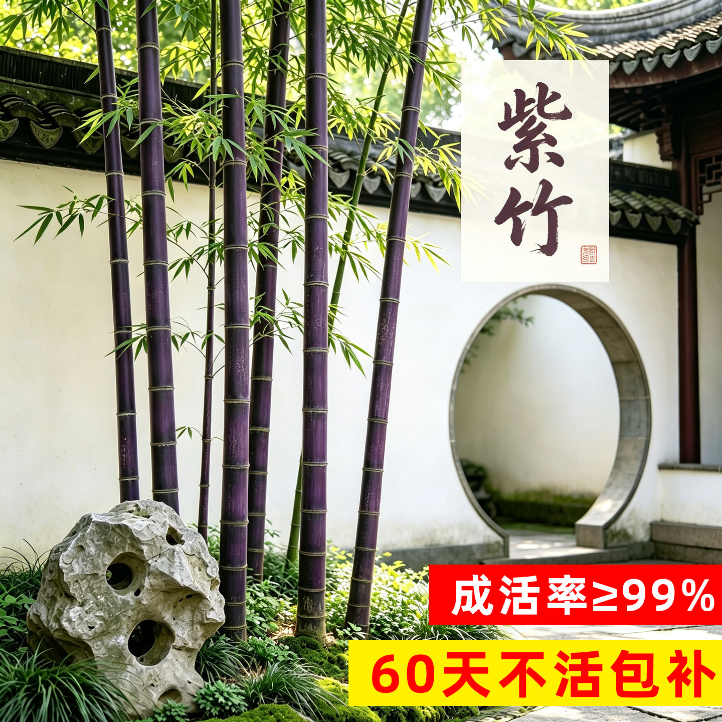 紫竹苗四季常青北方耐寒庭院种植盆栽观赏竹子苗带土新手好养绿植