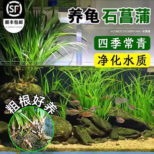水竹石菖蒲苗鱼池龟缸造景水草好养易活盆栽养龟绿植附石四季常青