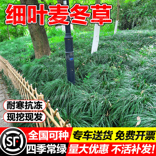 （小二推荐）各种麦冬草苗批发