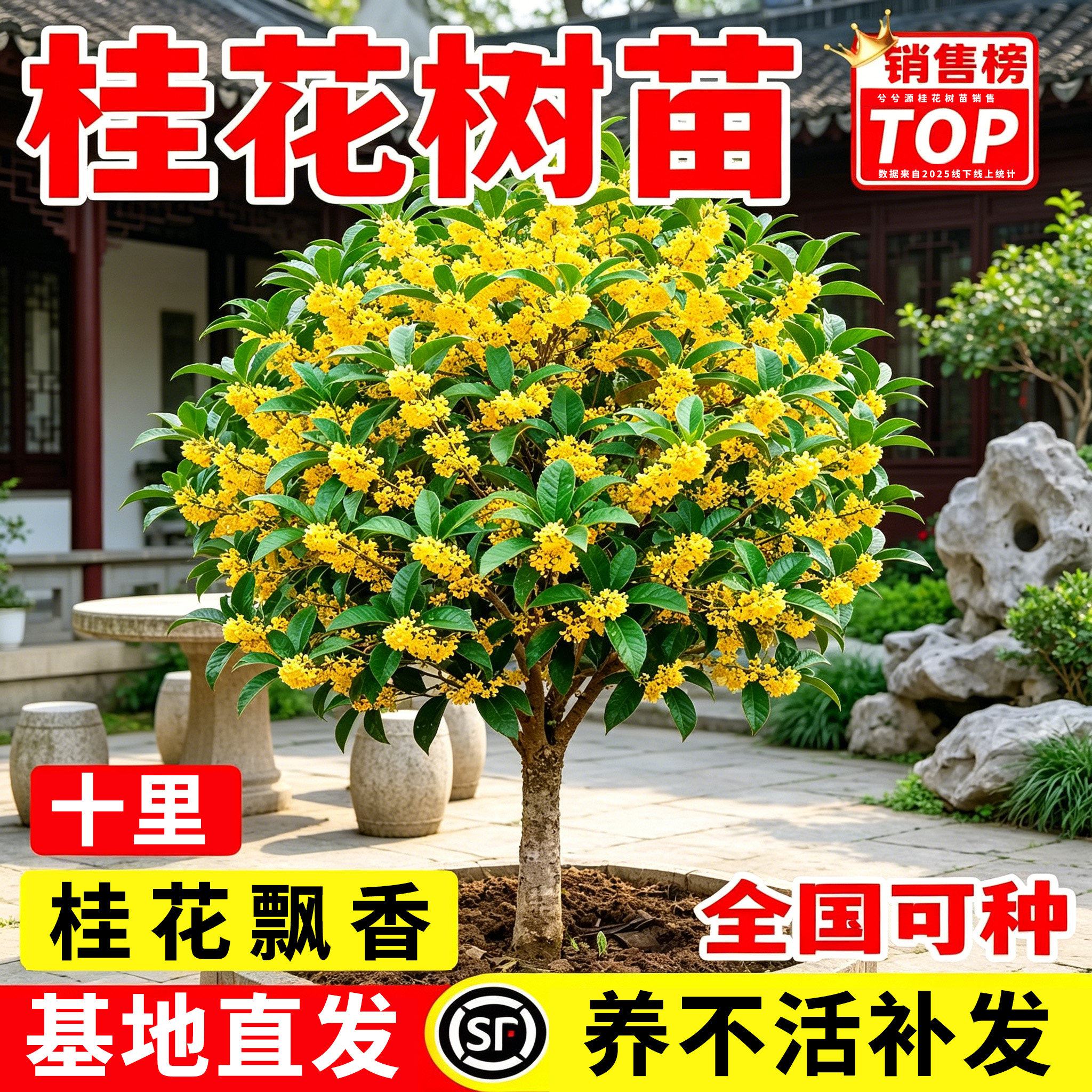 桂花树苗大树八月金桂庭院别墅地栽室外阳台植物开花室内四季花卉
