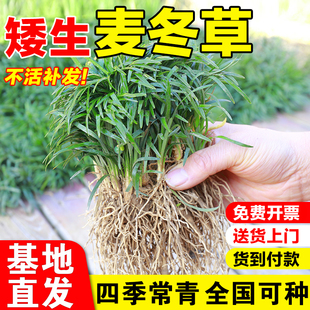 日本矮麦冬草玉龙草庭院草坪绿化地被植物耐寒小麦冬草苗四季常青