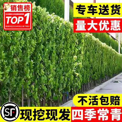 围墙篱笆植物大叶北海道黄杨苗冬青树苗四季常青耐寒庭院绿篱树苗