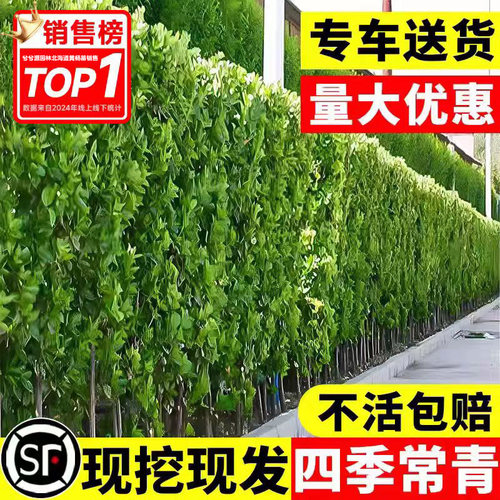 围墙篱笆植物大叶北海道黄杨苗冬青树苗四季常青耐寒庭院绿篱树苗