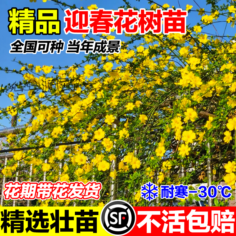 迎春花耐寒大苗绿化工程小苗