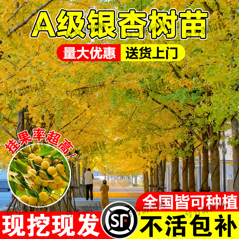 正宗银杏树活苗带土室外庭院别墅南北方种植大型绿化行道风景树苗