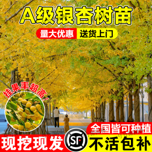 正宗银杏树活苗带土室外庭院别墅南北方种植大型绿化行道风景树苗