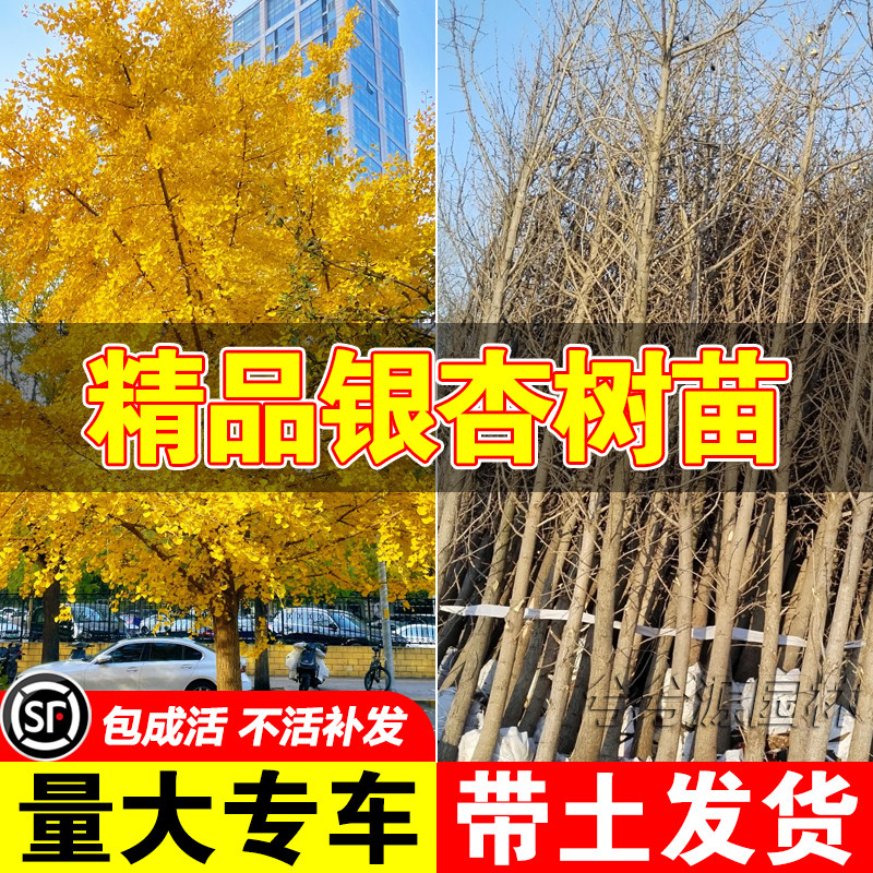 正宗银杏树活苗带土室外庭院别墅南北方种植大型绿化行道风景树苗