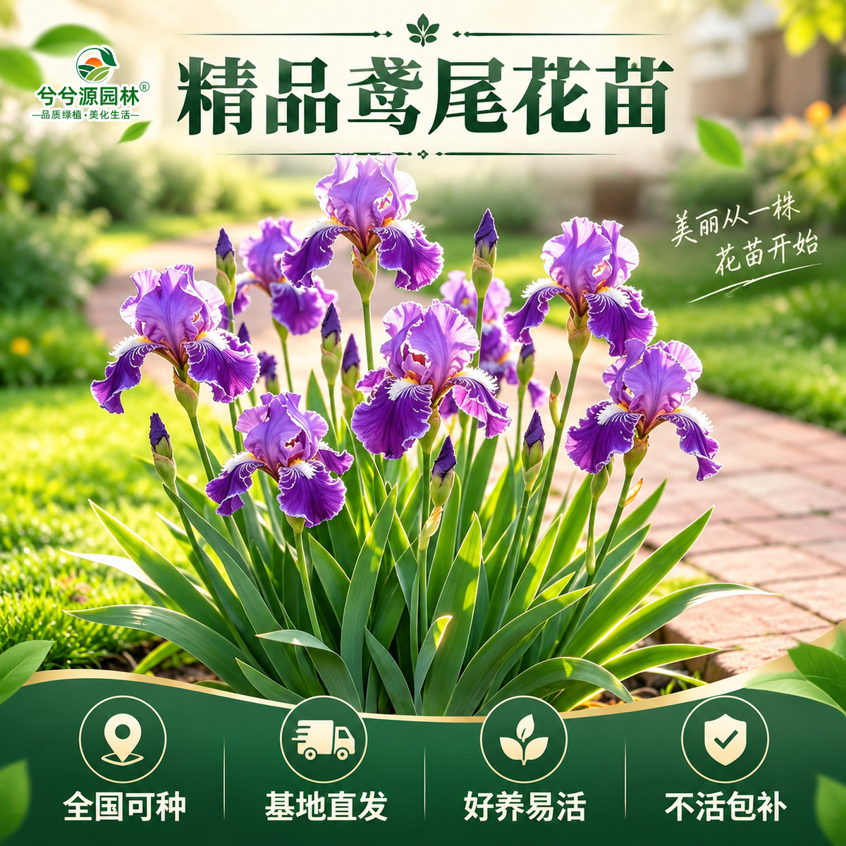 小二推荐（鸢尾花苗基地直发）
