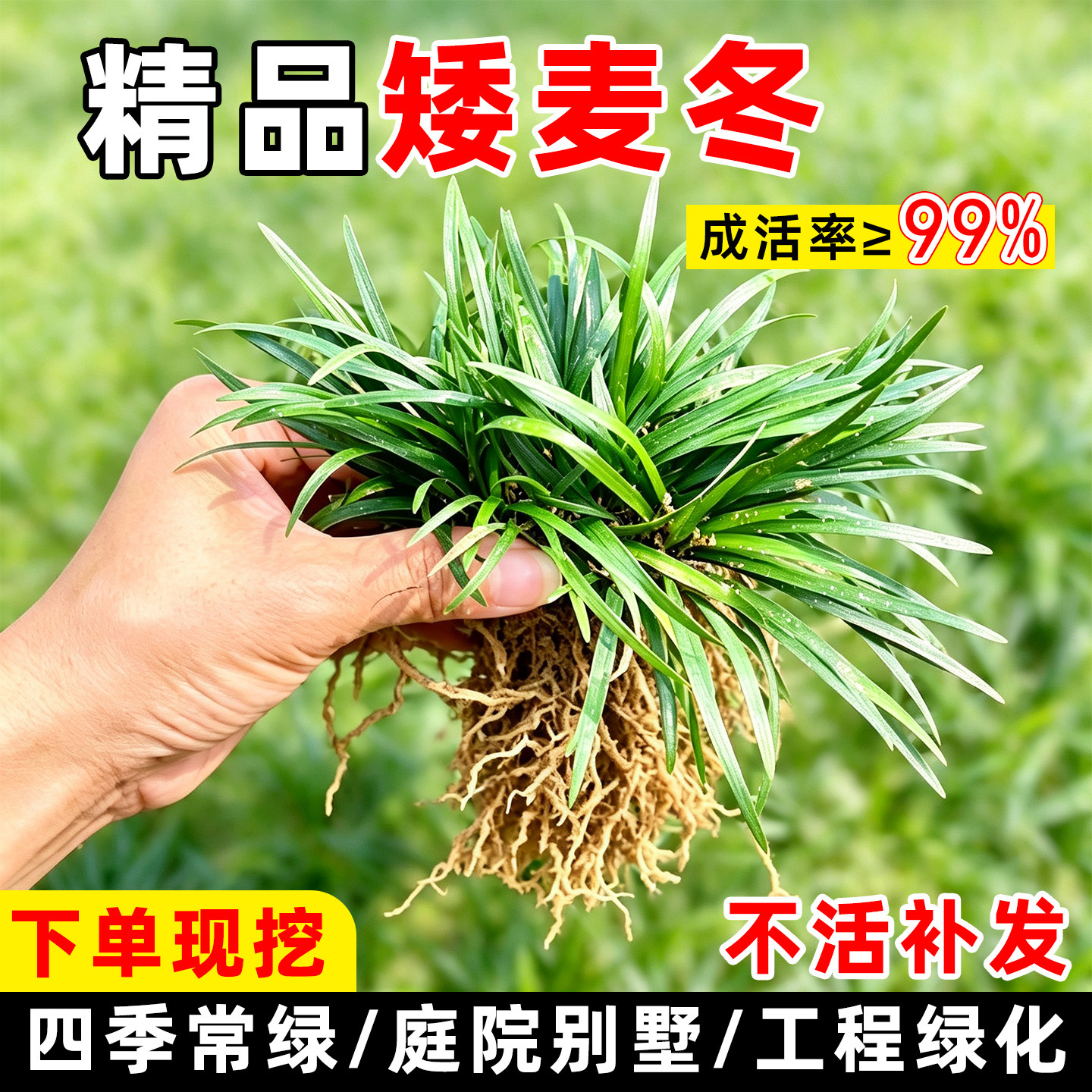 麦冬草基地现挖苗四季常青免修剪图片