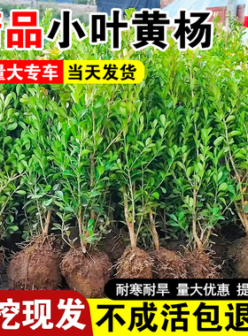小叶黄杨苗瓜子黄杨苗法国冬青苗冬青苗金边黄杨庭院绿化绿篱树苗
