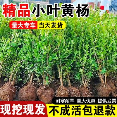下单现挖工程小叶黄杨苗四季常青