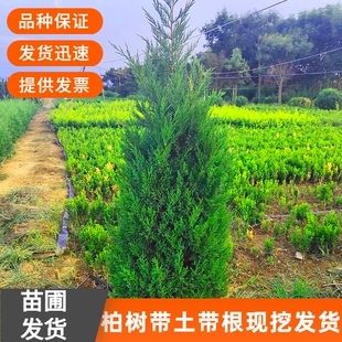 松柏树苗带土柏树侧柏塔柏龙柏松树坟地坟前墓前绿植园林绿化工程