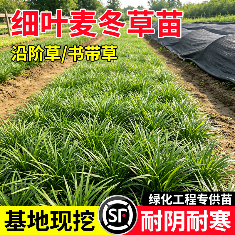 小二推荐（细叶麦冬草基地现挖）图片