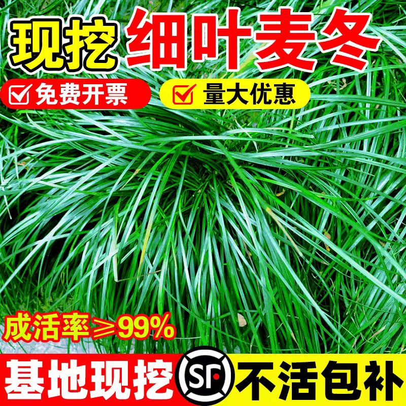 细叶麦冬草庭院道路园林工程小区绿化植物四季常青沿阶草耐寒耐旱