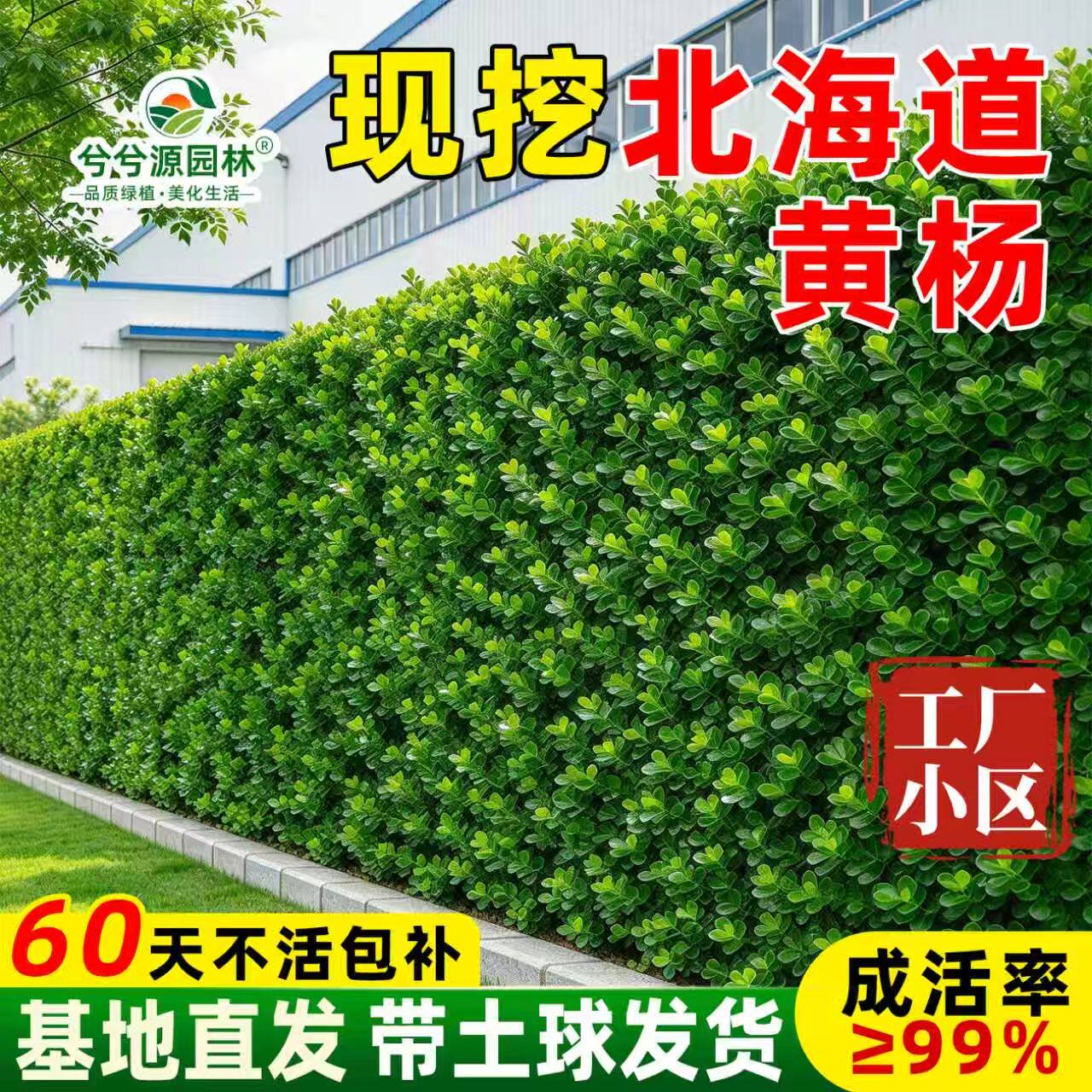 丛生北海道黄杨苗工厂小区庭院道路绿化围墙绿篱四季常青耐寒植物