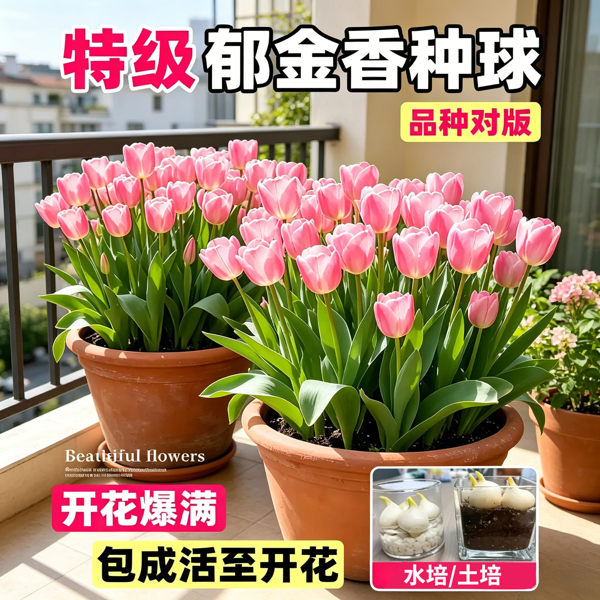 小二推荐（水培郁金香种球盆栽）图片
