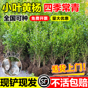小叶黄杨苗瓜子黄杨球苗庭院绿篱树苗独杆黄杨园林绿化大叶冬青苗