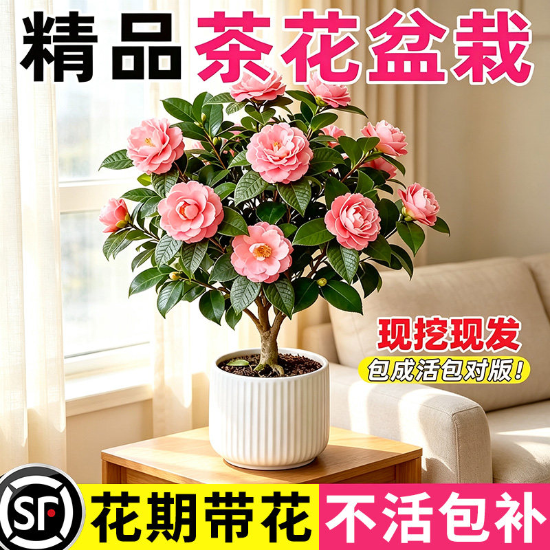 小二推荐（山茶花树苗现挖现发）