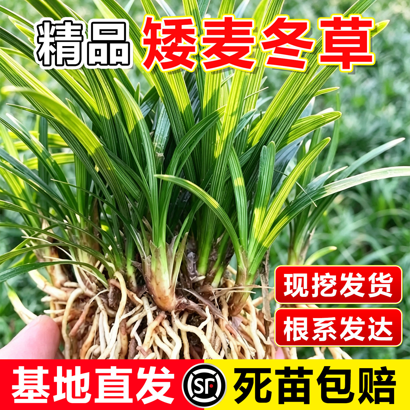 小二推荐（矮麦冬基地现挖现发）图片