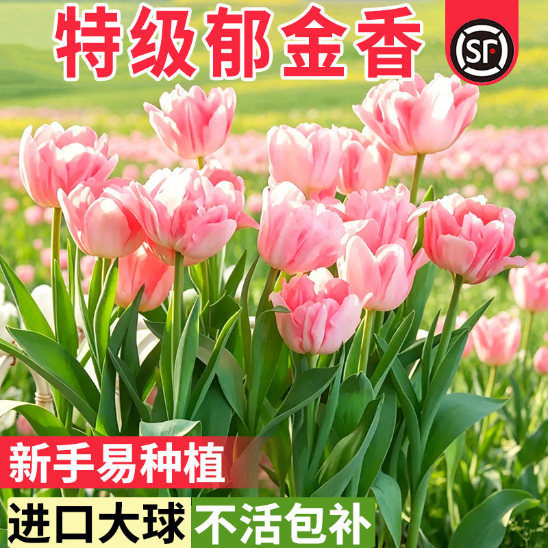 小二推荐（水培郁金香种球盆栽）图片