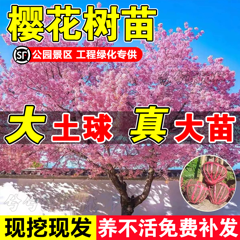 樱花树苗现挖现发包成活全国可种