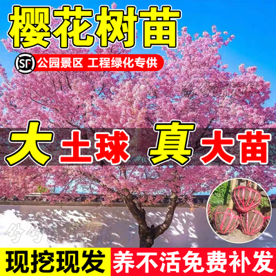 樱花树苗现挖现发包成活全国可种