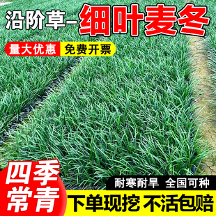 细叶麦冬草苗庭院绿化沿阶草四季常青耐阴耐寒绿化工程地被植物