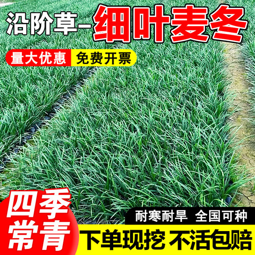 小二推荐（细叶麦冬草基地直销）