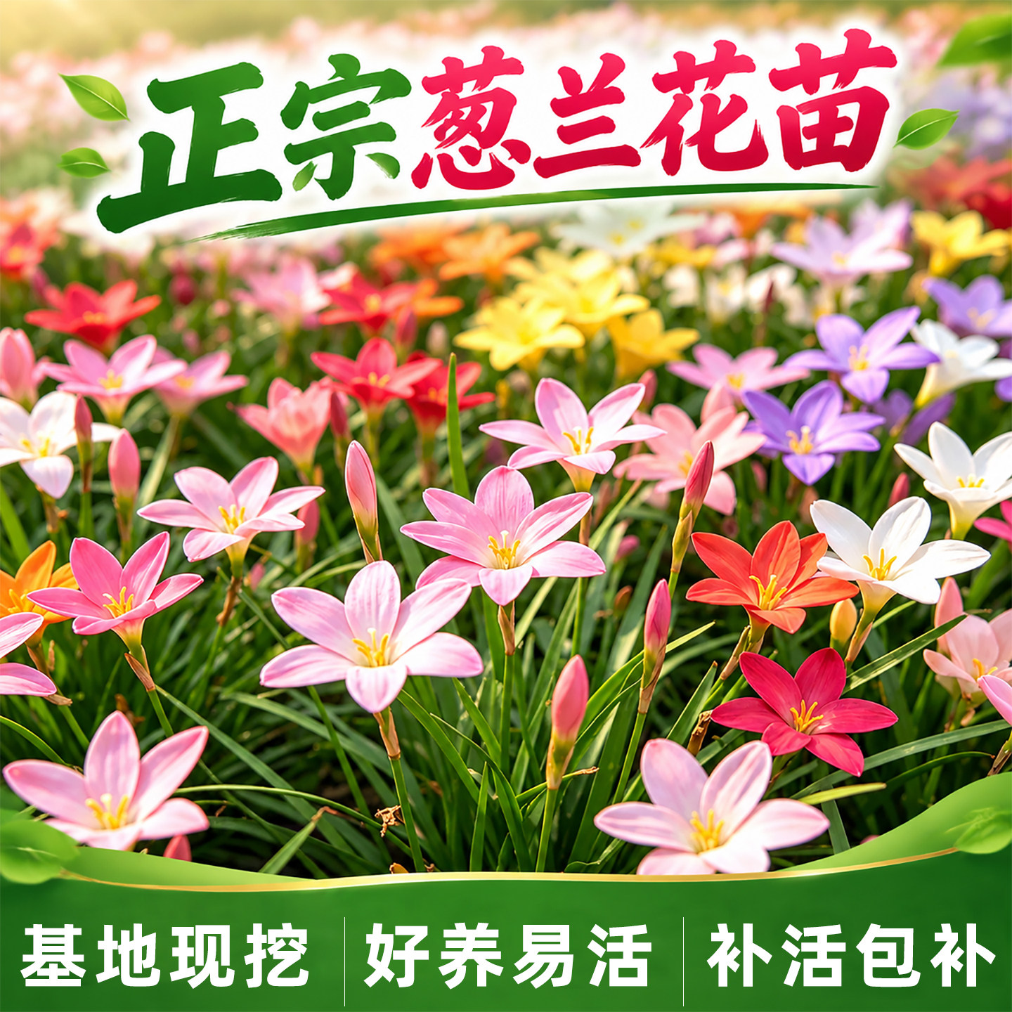 小二推荐（葱兰花苗现挖现发）