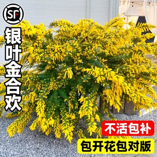 银叶金合欢树苗盆地栽别墅庭院门前风景大树绿化苗木耐寒花卉植物