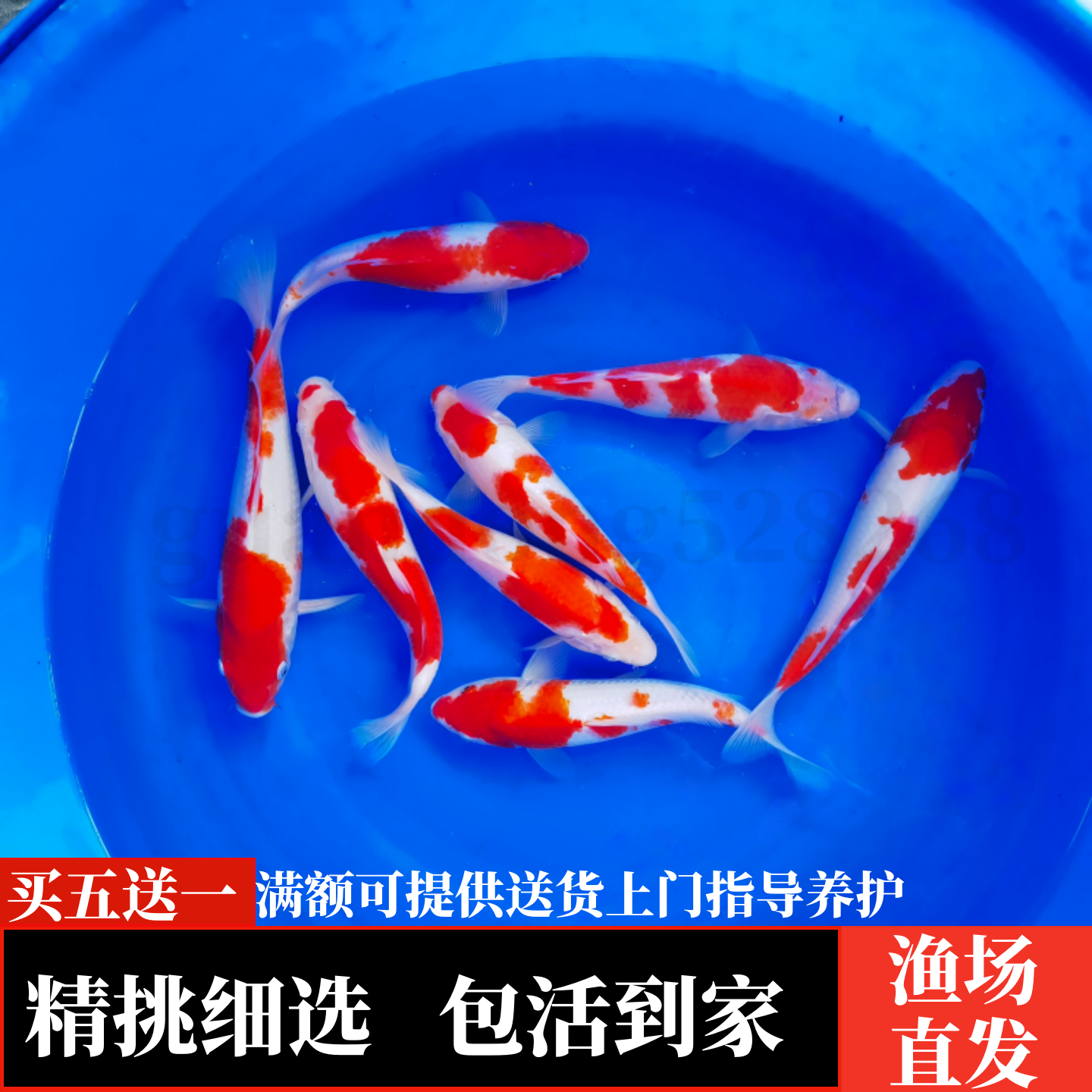纯种锦鲤鱼淡水观赏鱼冷水鱼活体纯种红白三色黄金小锦鲤鱼苗活鱼