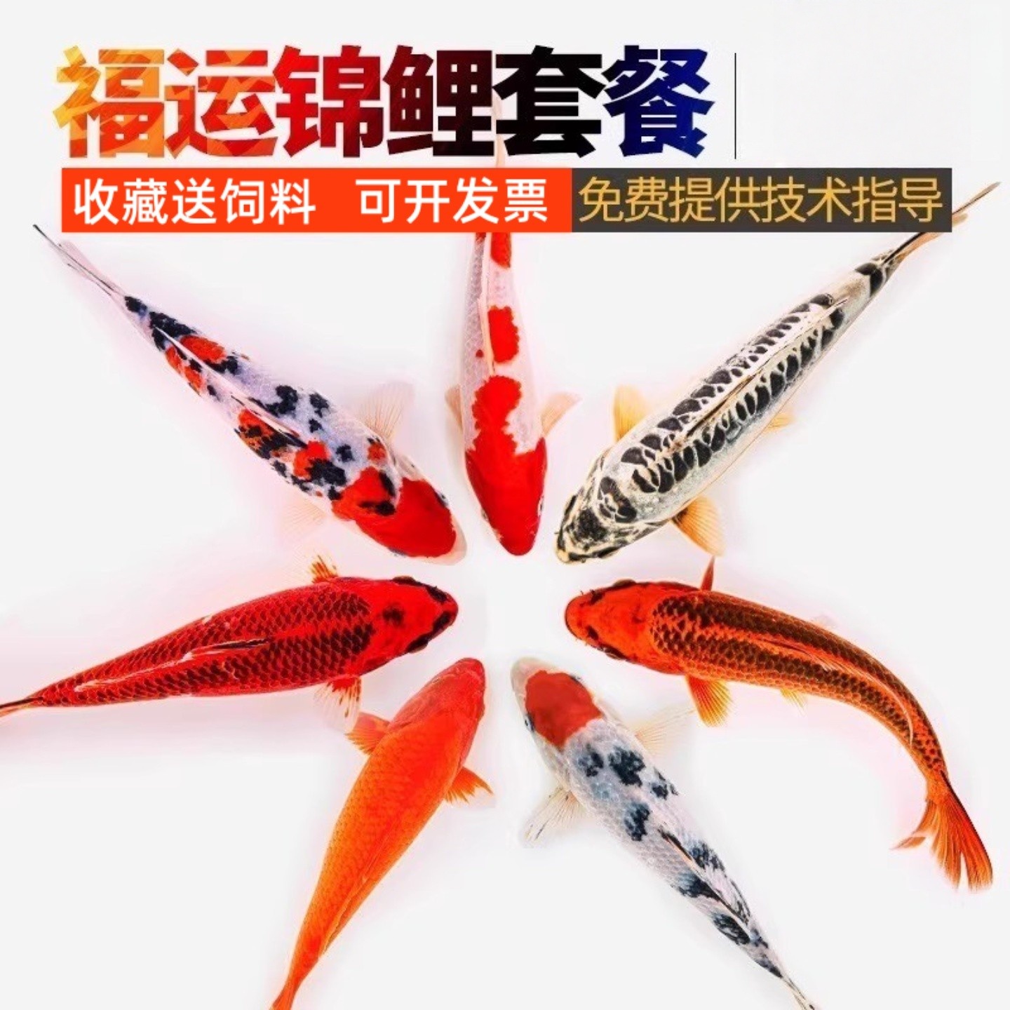 渔场直发淡水观赏鱼纯种锦鲤鱼苗