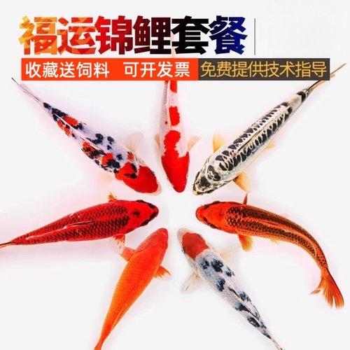 渔场直发淡水观赏鱼纯种锦鲤鱼苗