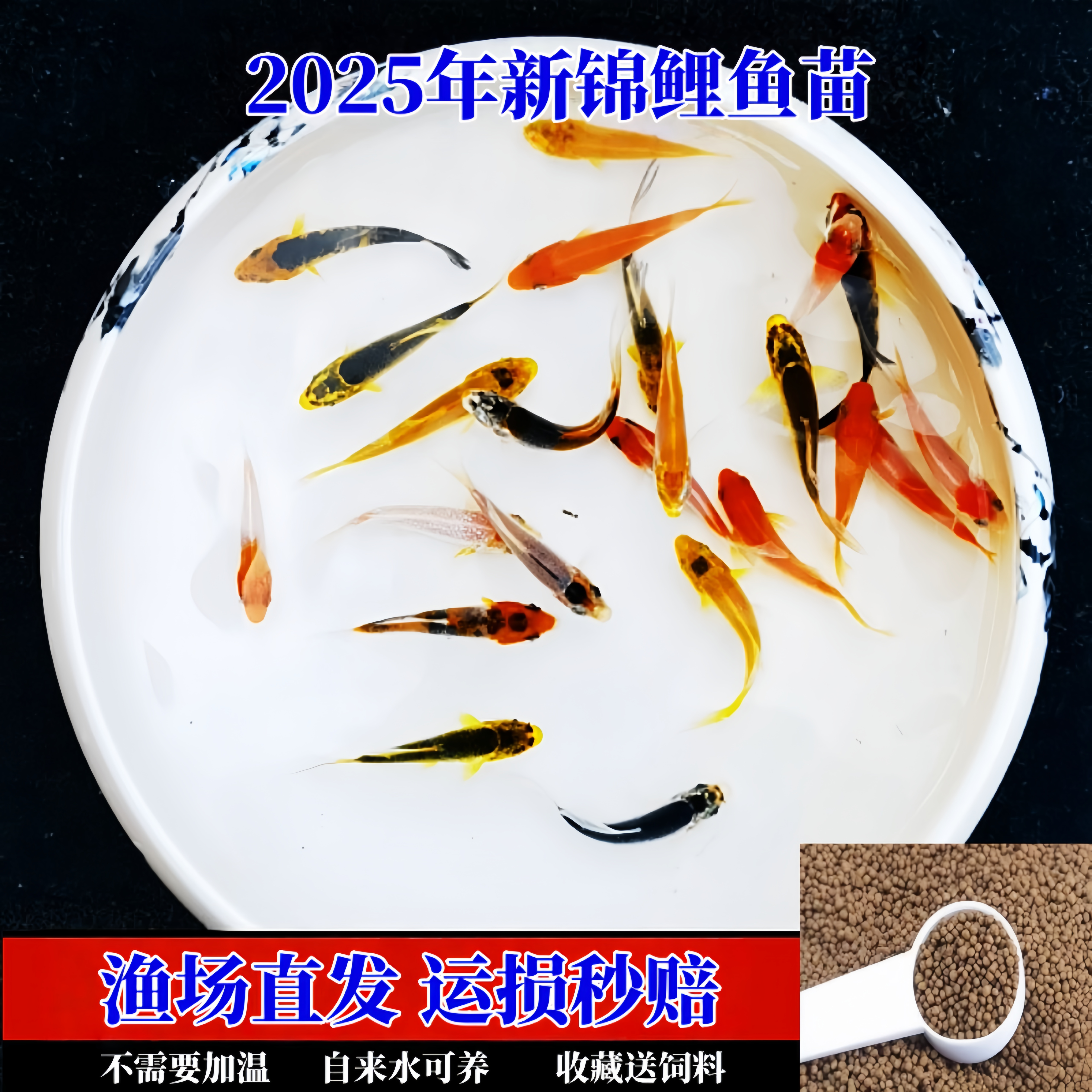 好养耐活鱼苗龙凤锦鲤冷水观赏鱼