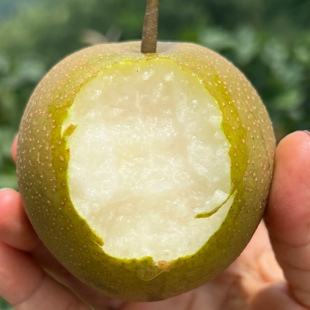 明年见 新鲜水果 湖南怀化溆浦自家种植酸酸甜甜黄花梨当季