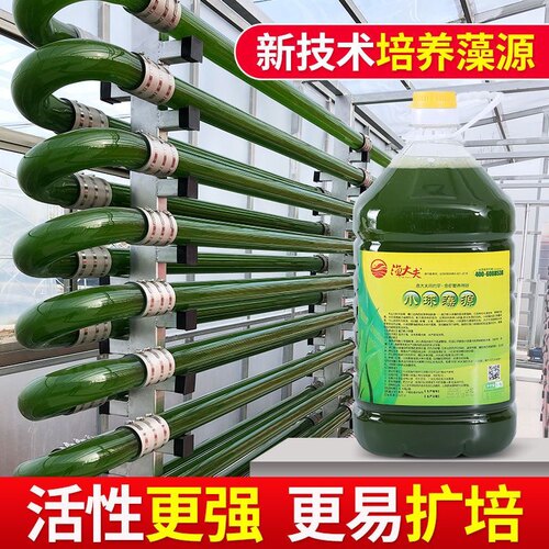 小球藻藻种鱼虾蟹浓缩藻种复合低温卵囊藻肥水膏培藻增氧水产养殖