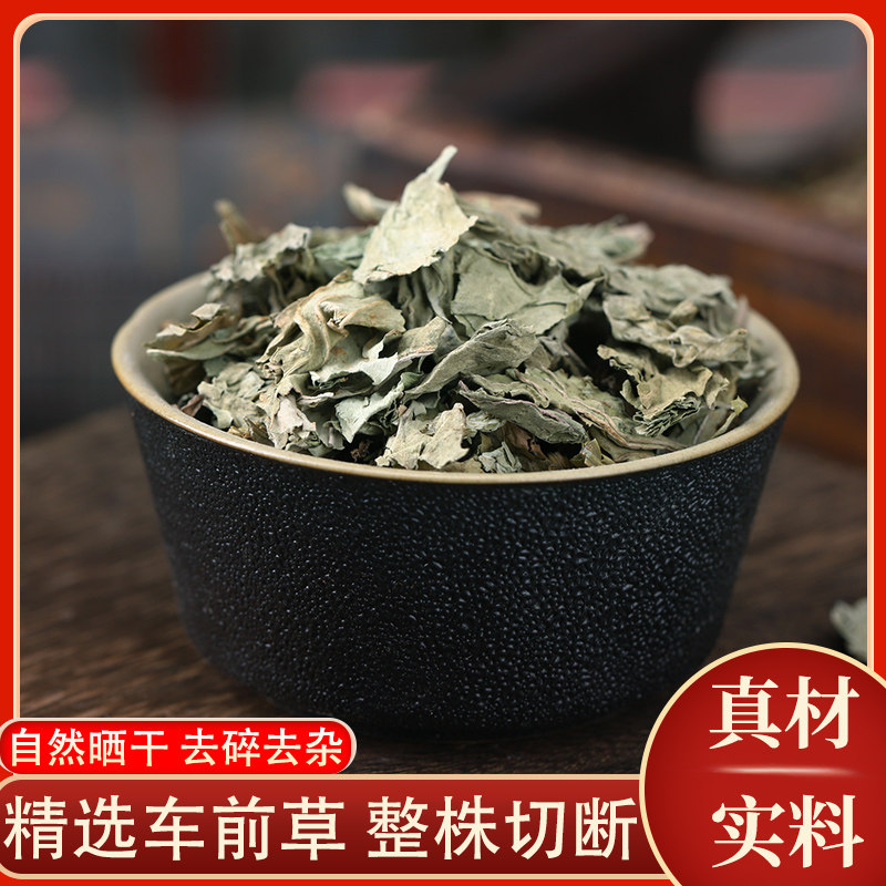 车前草非野生中药材新鲜干货车钱草的功效泡茶泡水喝车前草茶正品