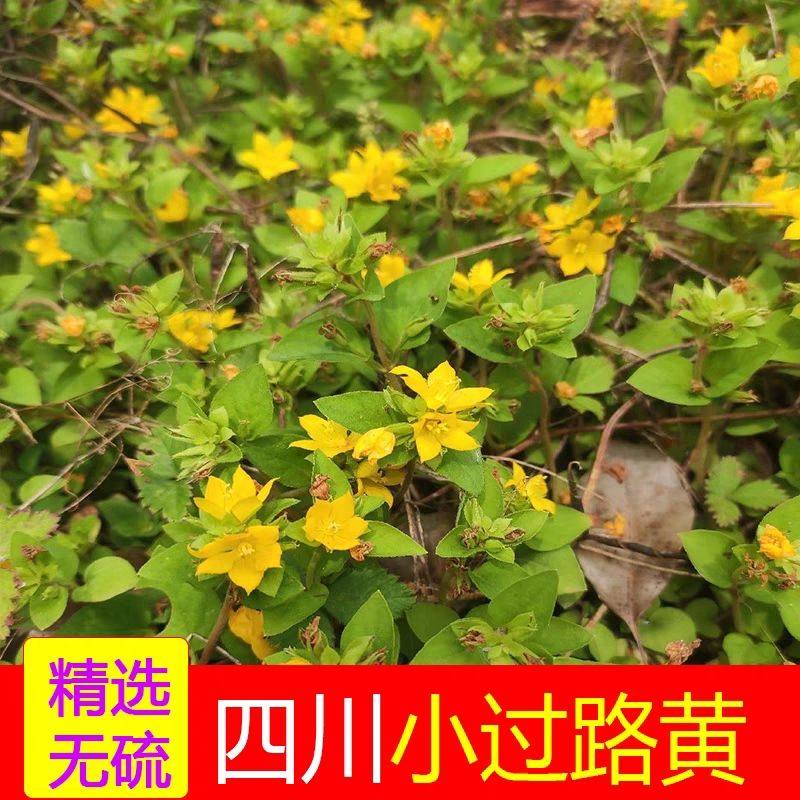 四川小叶金钱草野生小叶过路黄天然过路黄新鲜金钱草过路黄晒干