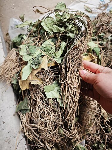 秦岭野生细辛全草干货金耳环野生土细辛南细辛一块瓦苕叶细辛