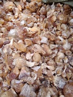 中药材野生薤白 克薤白头泻白薤白粉非特级新鲜野蒜山蒜小野蒜