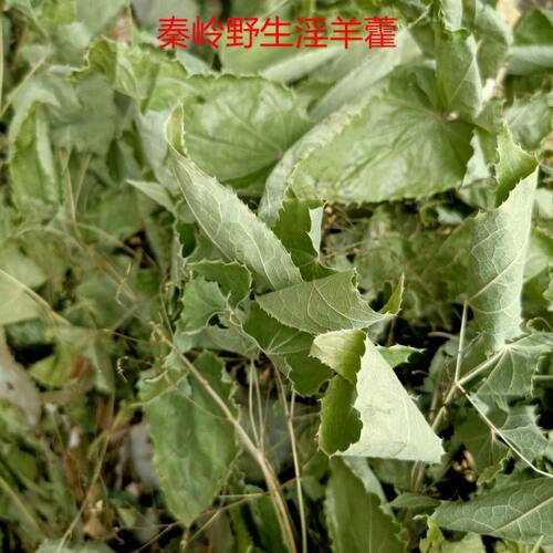 秦岭野生淫羊晒干淫羊藿叶仙灵脾叶茶三枝九叶正品泡酒泡茶纯手工