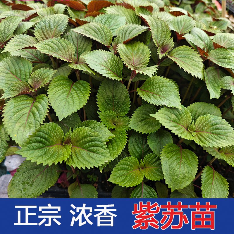 可食用浓香紫苏苗现挖带土带根发货大叶新鲜蔬菜大苗四季盆栽老桩