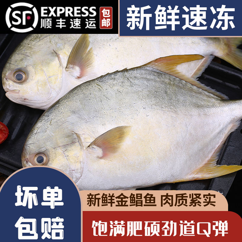 深海大金鲳鱼新鲜冷冻海捕金昌鱼海昌鱼平鱼海鲜水产海鱼海鲜