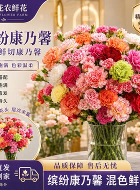 云南直发康乃馨鲜切花母亲节