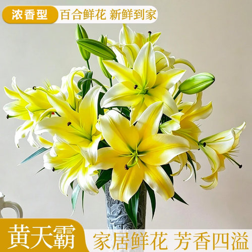 黄天霸香水百合鲜切花云南直发