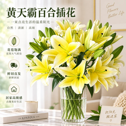 黄天霸香水百合鲜切花云南直发