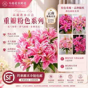 重瓣香水百合鲜花鲜切花云南直发花束家用插花顺丰次日达水养花卉